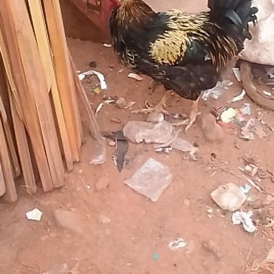 Kutay Tamer tweet media