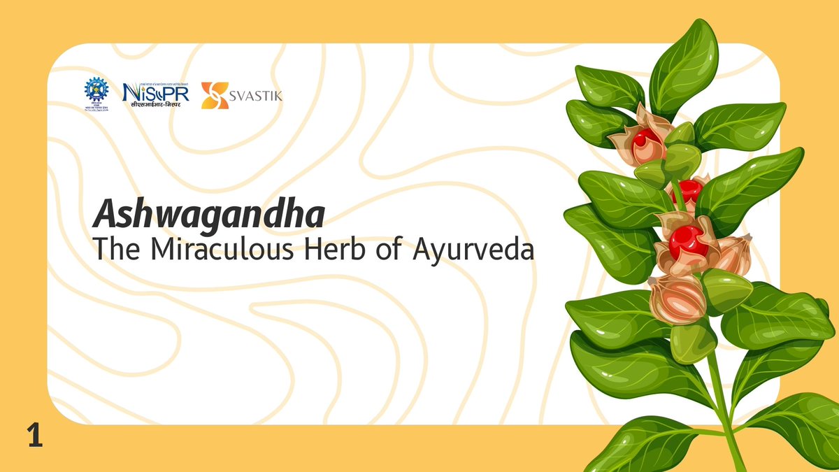 Ashwagandha, known as 'Indian Ginseng,' is a powerful herb that holds an important place in Ayurveda for centuries. @CSIR_IND @PMOIndia @DrJitendraSingh @Vibha_India @shekhar_mande @Ranjana_23 @EduMinOfIndia @moayush @CCRAS_MoAyush @CSIR_CDRI