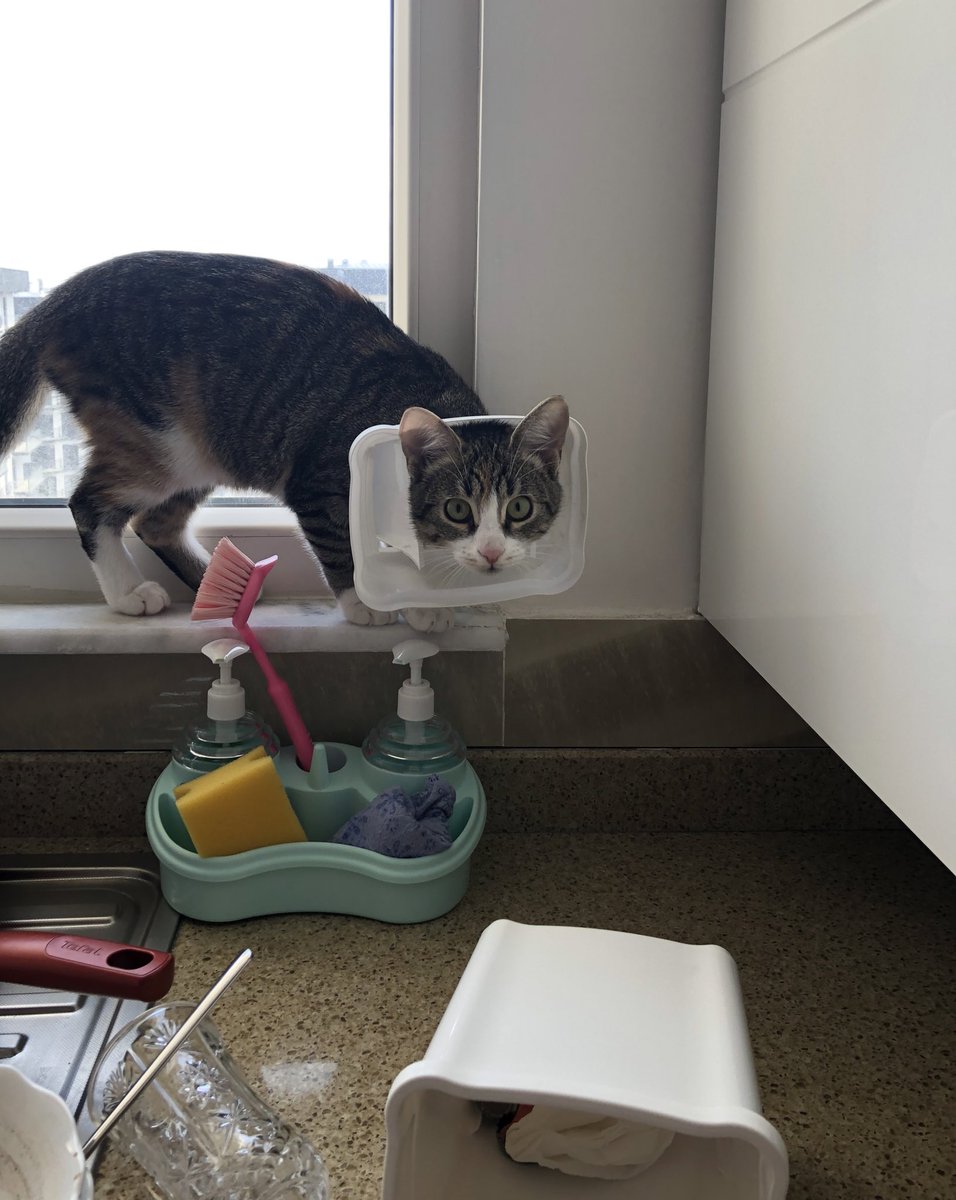 Bıngıl Kaplanı (@pocakedi) on Twitter photo 