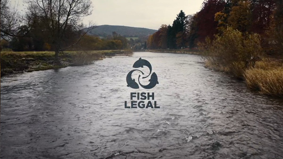 Fish Legal (@fishlegal_) on Twitter photo 💥NEW | We started 2024 by referring Natural Resources Wales to the environmental assessor in Wales for failing in its practical delivery of the law to protect the RIVER WYE.
It’s a key step for us in a long campaign to force <a href="/NatResWales/">Cyfoeth Naturiol Cymru | Natural Resources Wales</a> to do its job.
A thread...⬇️🧵 💥NEW | We started 2024 by referring Natural Resources Wales to the environmental assessor in Wales for failing in its practical delivery of the law to protect the RIVER WYE.
It’s a key step for us in a long campaign to force <a href="/NatResWales/">Cyfoeth Naturiol Cymru | Natural Resources Wales</a> to do its job.
A thread...⬇️🧵