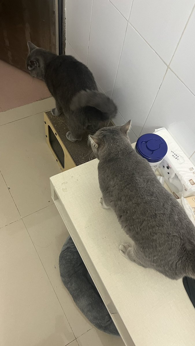 到家了 结果发现7瘦了豆妮肥了……………… https://t.co/6lGhlfAFnA