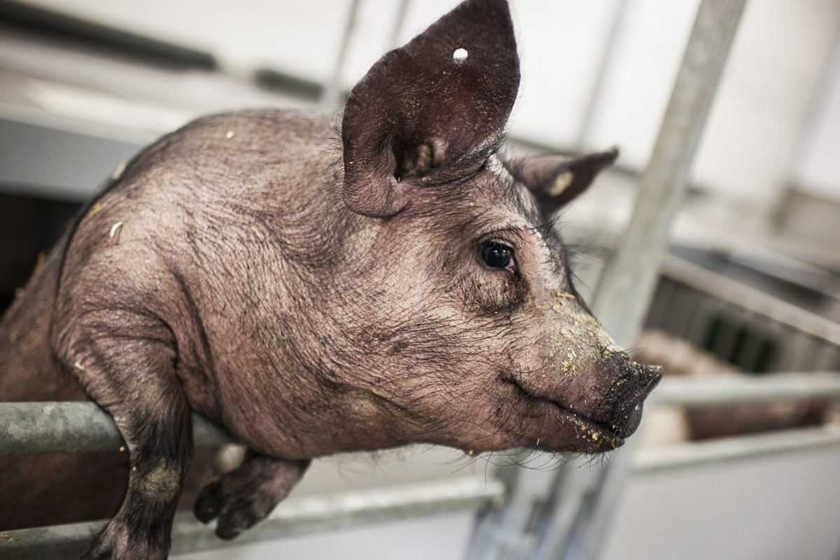 Researchers from QGG and collaborators have carried out complex #GeneticAnalyses of hundreds of #pigs and #humans to identify differences and similarities. This new knowledge can be used to help the #pharmaceuticalindustry testing #newmedicines. @LingzhaoF bit.ly/3NYATMZ