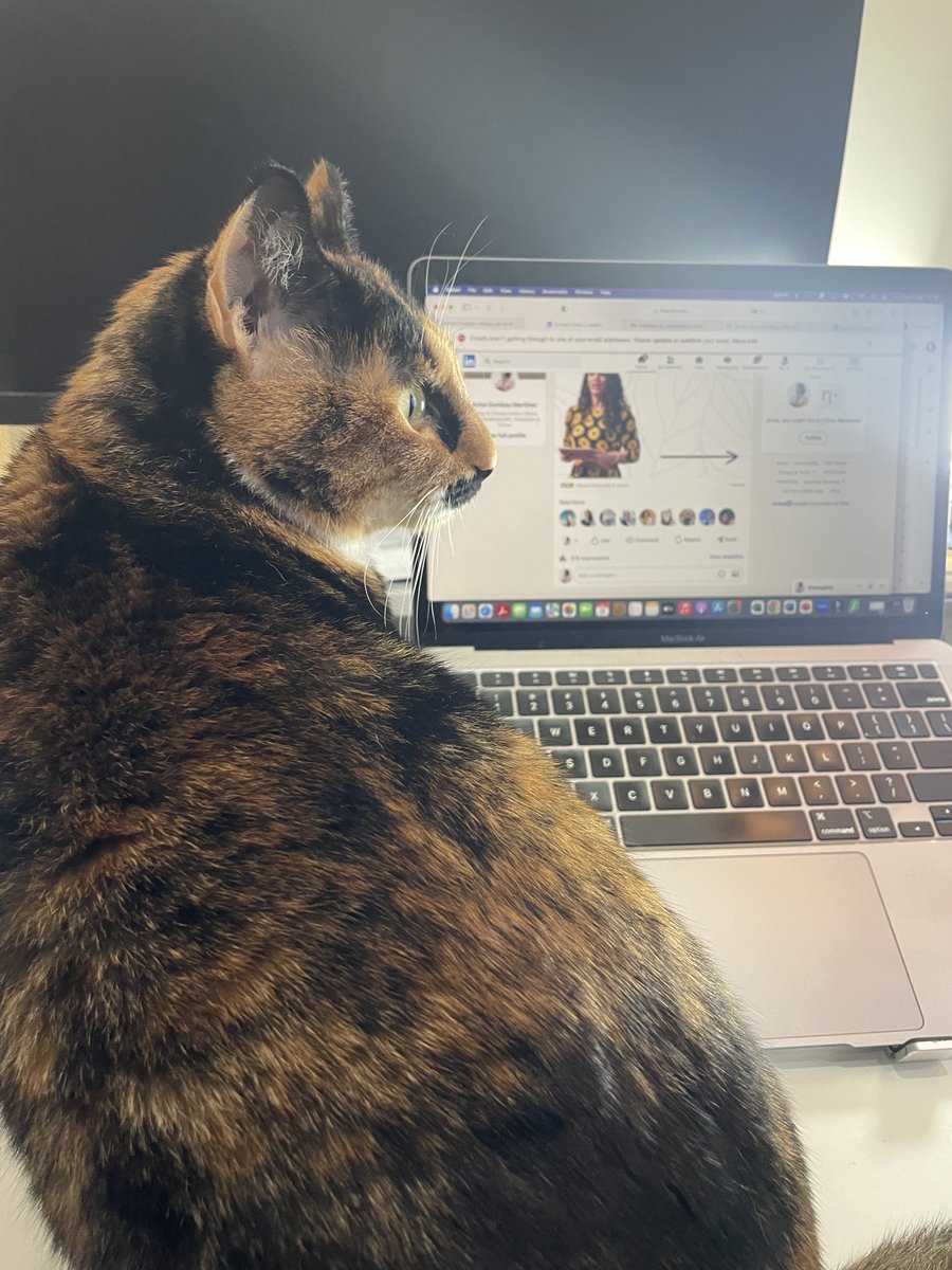 My little padawan* Leia and I are back to work since Monday, and I'm guessing a picture of a cat will grab your attention so that I can tell you I'm open for assignments, events and projects for the next months! DMs open, I'm also at anna@annagumbau.com *my boss