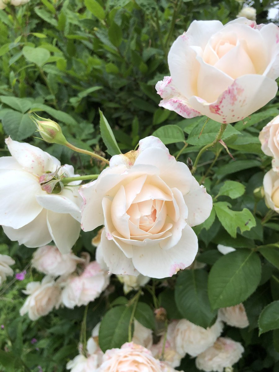 Happy #RoseWednesday 🌹 A throwback to before the frost got to them 🥶 #peatfree #roses