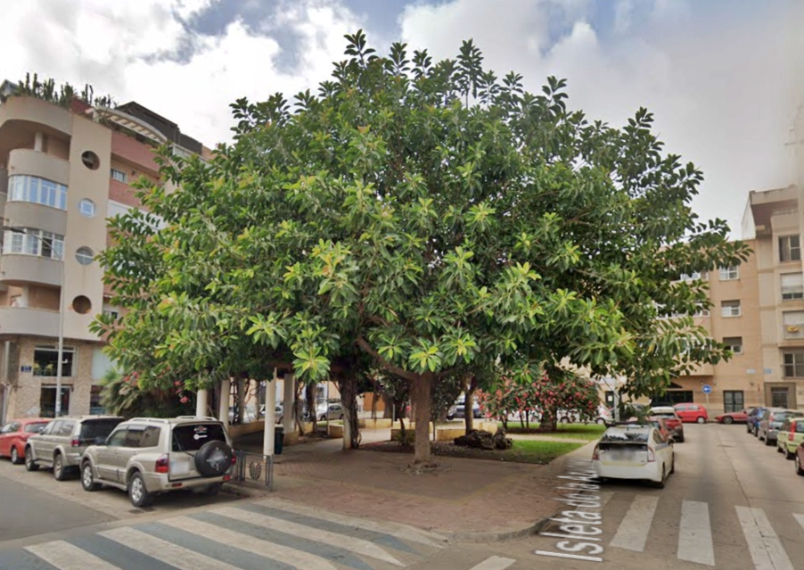 ArboladoMelilla's tweet photo. Vecino del Real manda fotos del estado del alcorque de un ficus en la Plaza Isleta de la Azucena frente al Pabellón Pezzi
Podrían eliminar las piedras del alcorque, hay espacio para que sea más grande y sólo de tierra.

@BarrioReal_ML @MedioAmbienteML
#Melilla #Arbolado https://t.co/fiMxDJeFoJ