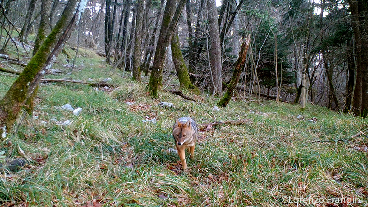 stiftungkora's tweet photo. Was weisst du über den Goldschakal? Goldschakale sind grösser als Füchse, aber kleiner als Wölfe. Sie sind Nahrungsgeneralisten. In der Schweiz wurden bislang nur Einzeltiere nachgewiesen. In Österreich, Italien und Deutschland leben bereits Rudel. #GoldenJackalFacts https://t.co/hdmSpE76xh