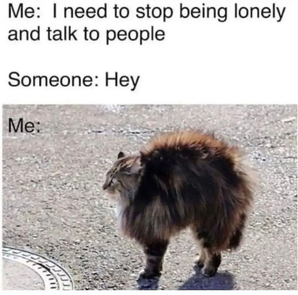 PostsOfCats's tweet image. don’t talk to me