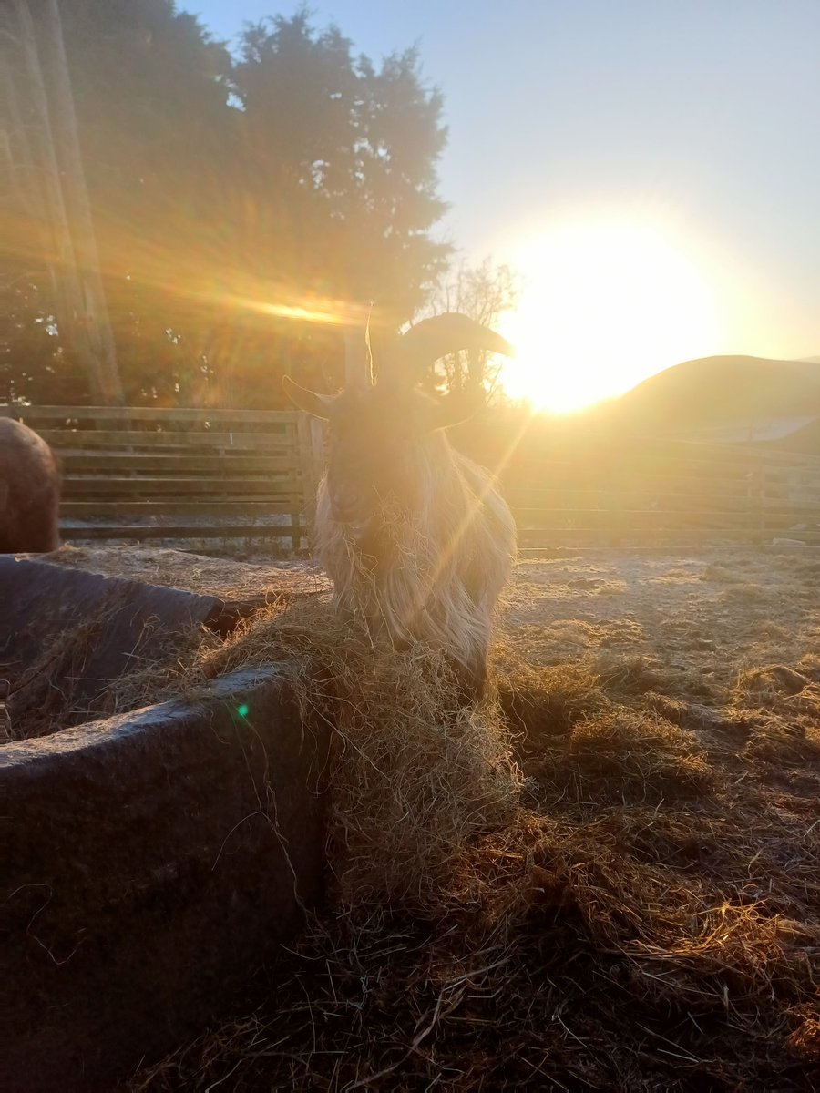 catlowry54's tweet photo. #MacDara in the beautiful morning sun 💕 https://t.co/m6V84K4uoP