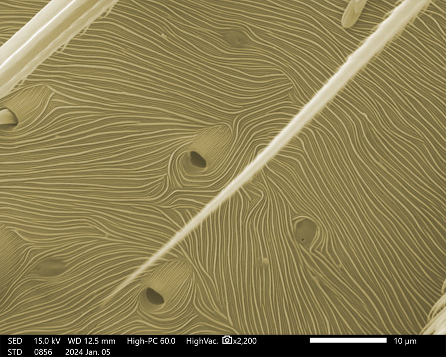 Did you know? 🤔 This is what spider skin 🕷 looks like under an electron microscope! Taken on our @JEOLEUROPE NeoScope™ Benchtop SEM! #ElectronMicroscopy #Spider #Biology #Imaging