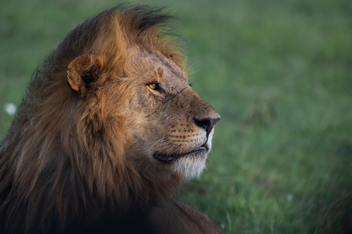 Breeze on Mane | Black Rock Boy – Olobor | Masai Mara | Kenya
#junglevibes #olobor #animalsoftheworld #wildlifes #blackrockboys #jawswildlife #lionsofafrica #bownaankamal #ecosystemprotection #masaimaralions