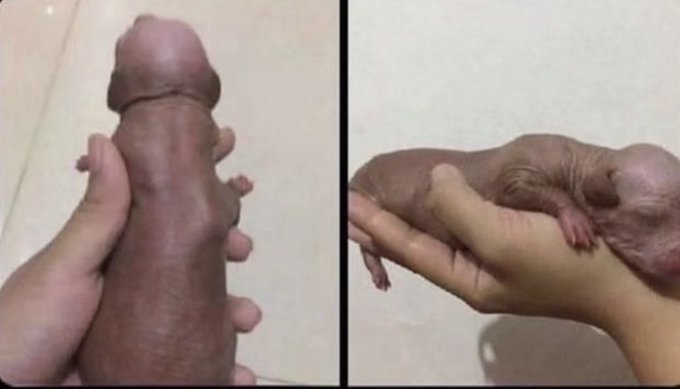 What a cute little puppy! Who wants to hold it?? https://t.co/lx66aZTDCs