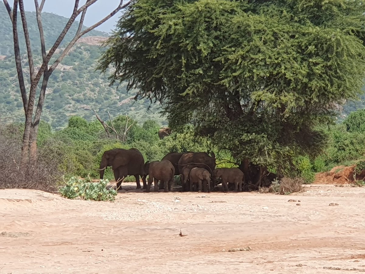 MuseumSociety's tweet image. Recent KMS member safari to Samburu and Shaba.
In frame- a few sneak peeks into Samburu National Reserve. What a way to usher in the new year! 

#tembeakenya #localtourism