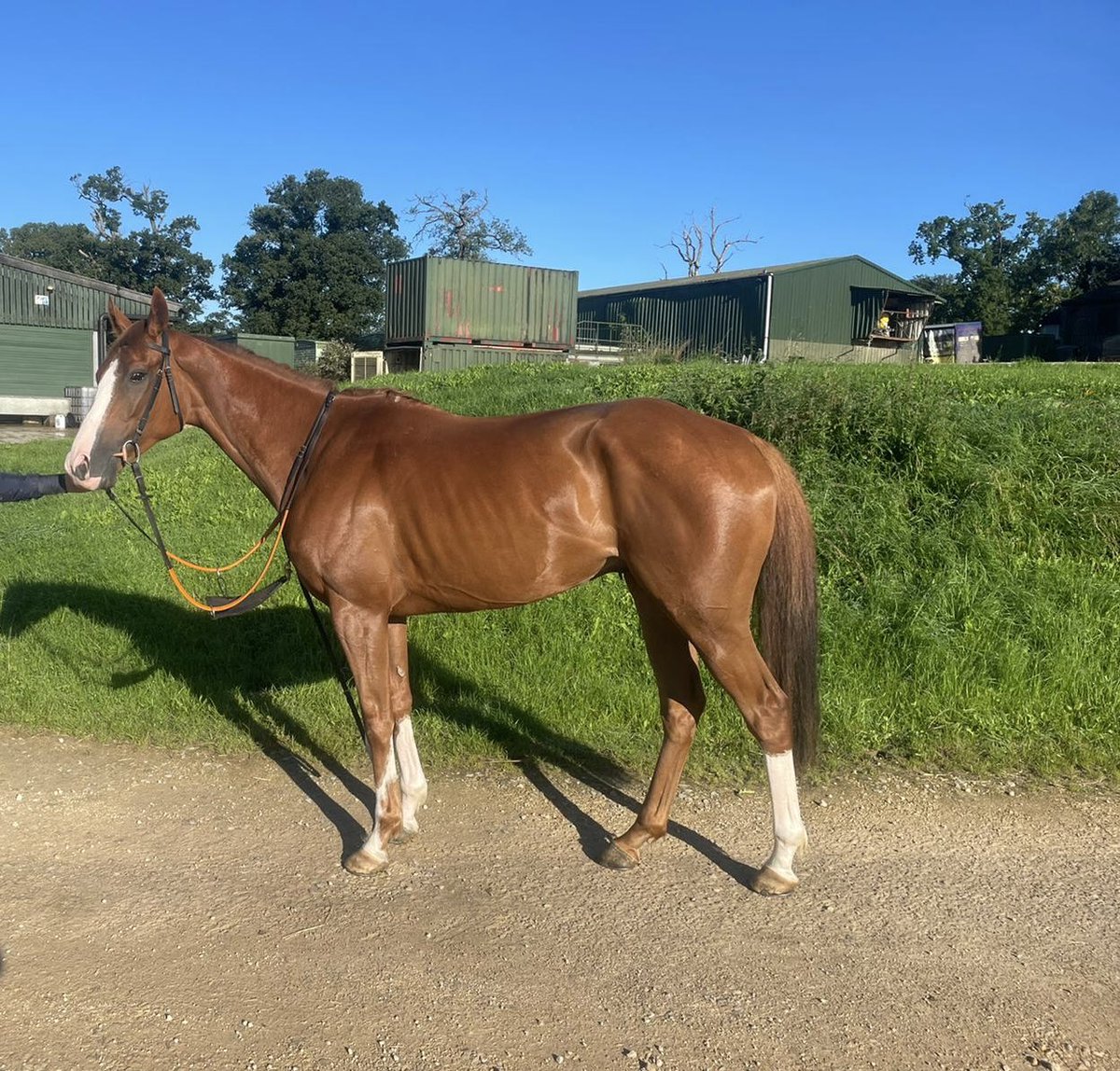 Willy Twiston-davies tweet media