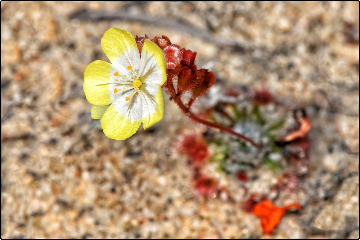NaufragoToni's tweet photo. #𝑫𝒓𝒐𝒔𝒆𝒓𝒂 𝒄𝒊𝒕𝒓𝒊𝒏𝒂 Lowrie &amp; Carlquist (1992)
Fibrous-rooted, rosetted perennial, herb, up to 4 cm.
Kwongan sandplains (Geraldton Sandplains, Swan Coastal Plain) N. of Perth (mainly around Boonanarring). Australia.
Boonanarring N. R., &amp; Moore River N. P.
#Droseraceae https://t.co/eEx3OOnfoY