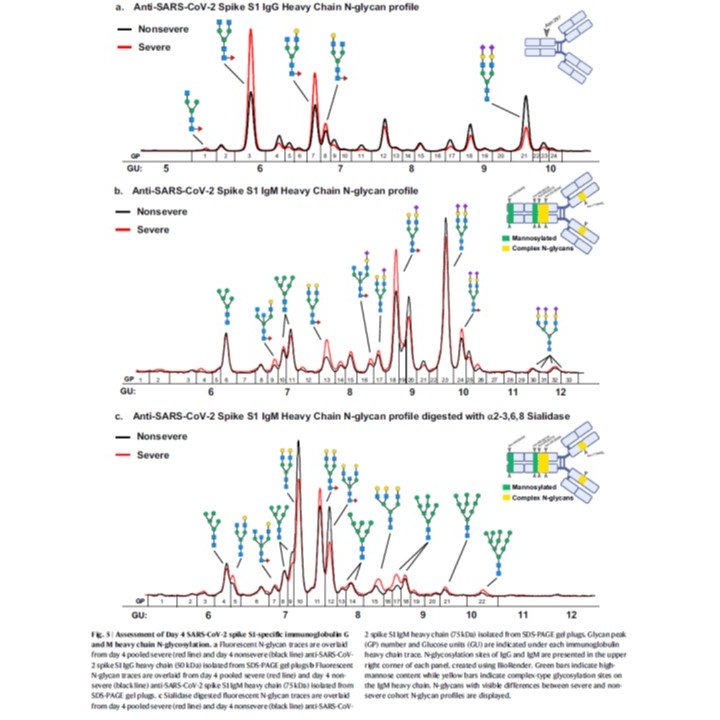 CzerwinsMarcin's tweet photo. Increased high-mannosylation and sialylation of IgM correlates significantly with markers of COVID-19 severity https://t.co/iHEYCgzgp5

#glycotime https://t.co/e1ZnKi3wkc