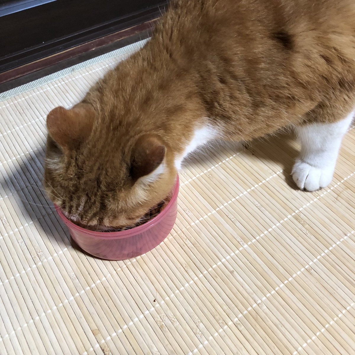 Ost-Wind/Sody tweet media