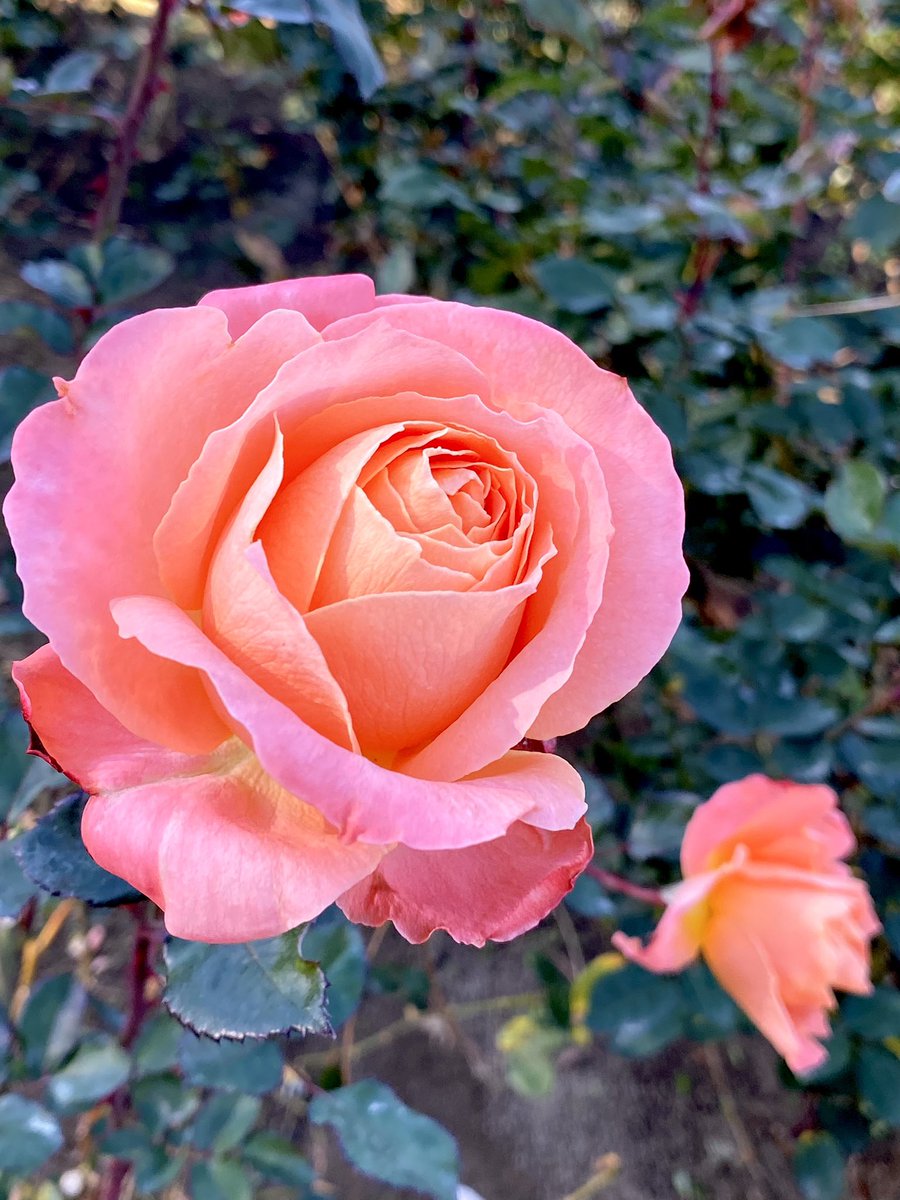 The year 2024 in Japan has begun with a tumultuous start, with earthquakes, tsunamis, and plane crashes on fire... It is at times like these that I want to look at the beautiful parts of nature and live positively… ‘Majorette’ #RoseWednesday
