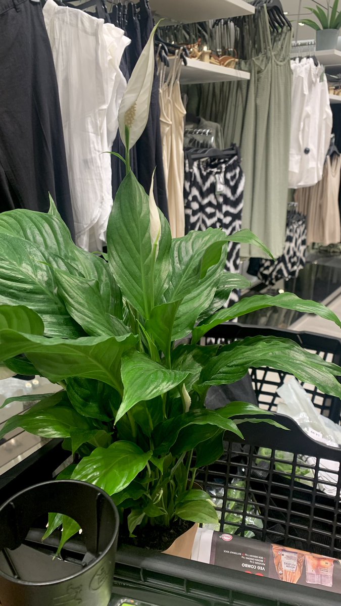 Decided to get a peace lily (Spathiphyllum) instead 😊