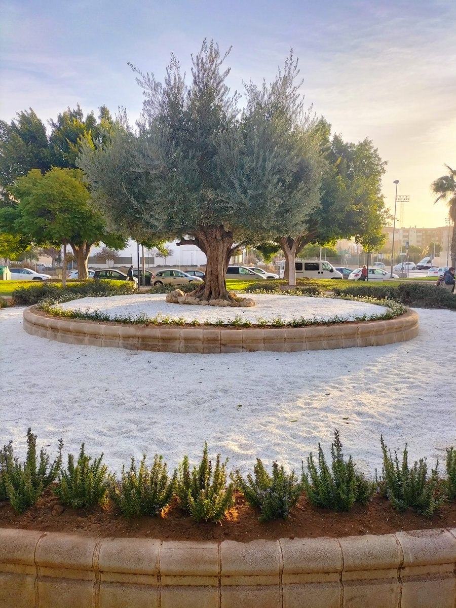 🌿¿Te has fijado en el aspecto de este jardín de la Calle Italia de #Almería?

• Gracias a la labor diaria de la plantilla de #JardinesDeAlmería🏰🌴 conseguimos unas zonas verdes bien cuidadas.✅👏

<a href="/aytoalm/">Ayuntamiento de Almería</a>