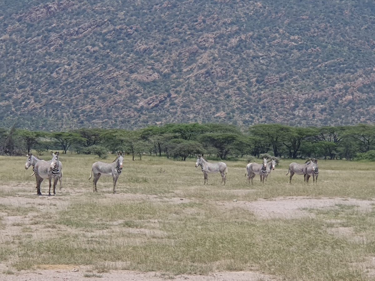 MuseumSociety's tweet image. Shaba National Reserve just next to Samburu National Reserve in Northern Kenya is home to the endangered Grevy's Zebra. Shaba is the setting for the book and film 𝘽𝙤𝙧𝙣 𝙁𝙧𝙚𝙚 and the film 𝙊𝙪𝙩 𝙤𝙛 𝘼𝙛𝙧𝙞𝙘𝙖

#MagicalKenya #ThoseViews 😍