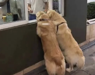 jimdmayor's tweet photo. One puppy meets the other https://t.co/YghZhnLCCF