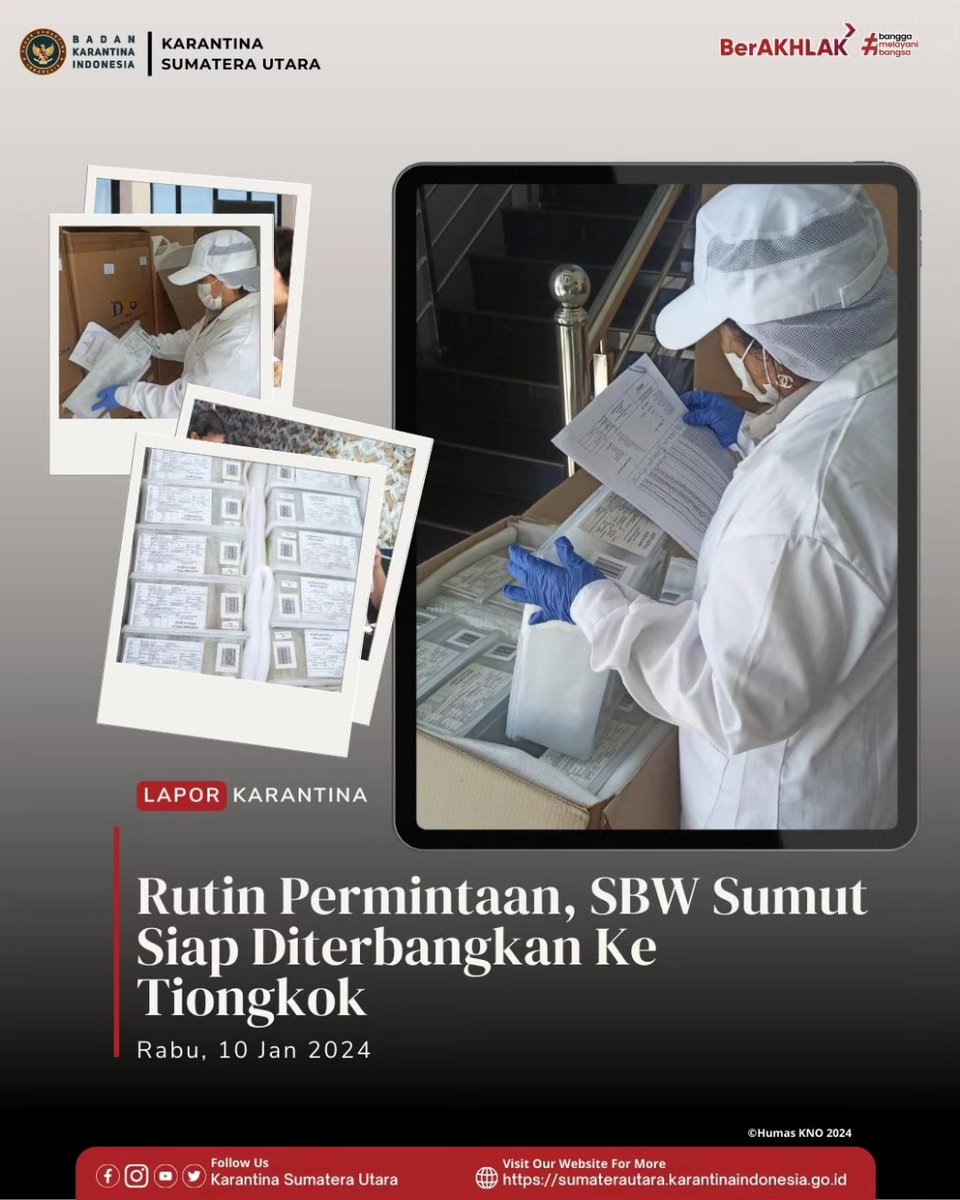 Rutin Permintaan, SBW Sumut Siap Diterbangkan Ke Tiongkok
#LaporKarantina
#KarantinaSumut