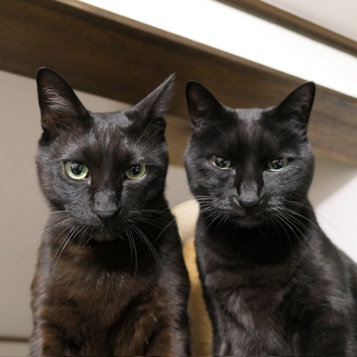 dirty2cats's tweet photo. #ねこ #猫 #黒猫 #cat #cats #blackcat #blackcats https://t.co/W68H2476bz