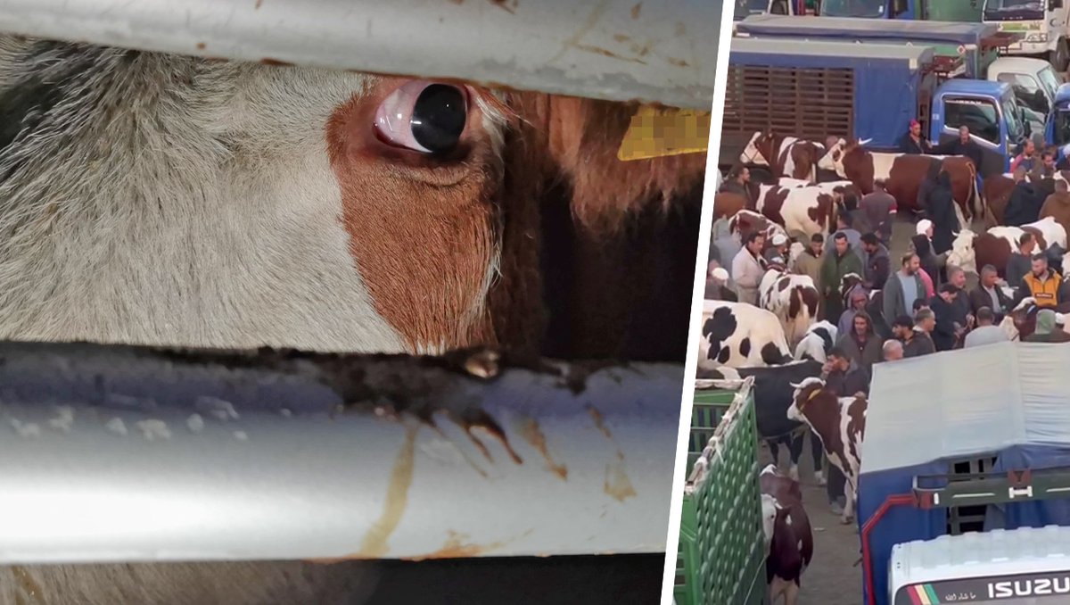 krone_at's tweet photo. Eigentlich verbietet das österreichische Tiertransportgesetz Exporte nach Algerien. Doch es gibt ein Schlupfloch. Tausende heimische Rinder verschwinden weiterhin. [Krone+] https://t.co/1yQdWNkT0a https://t.co/RglAwa51hR
