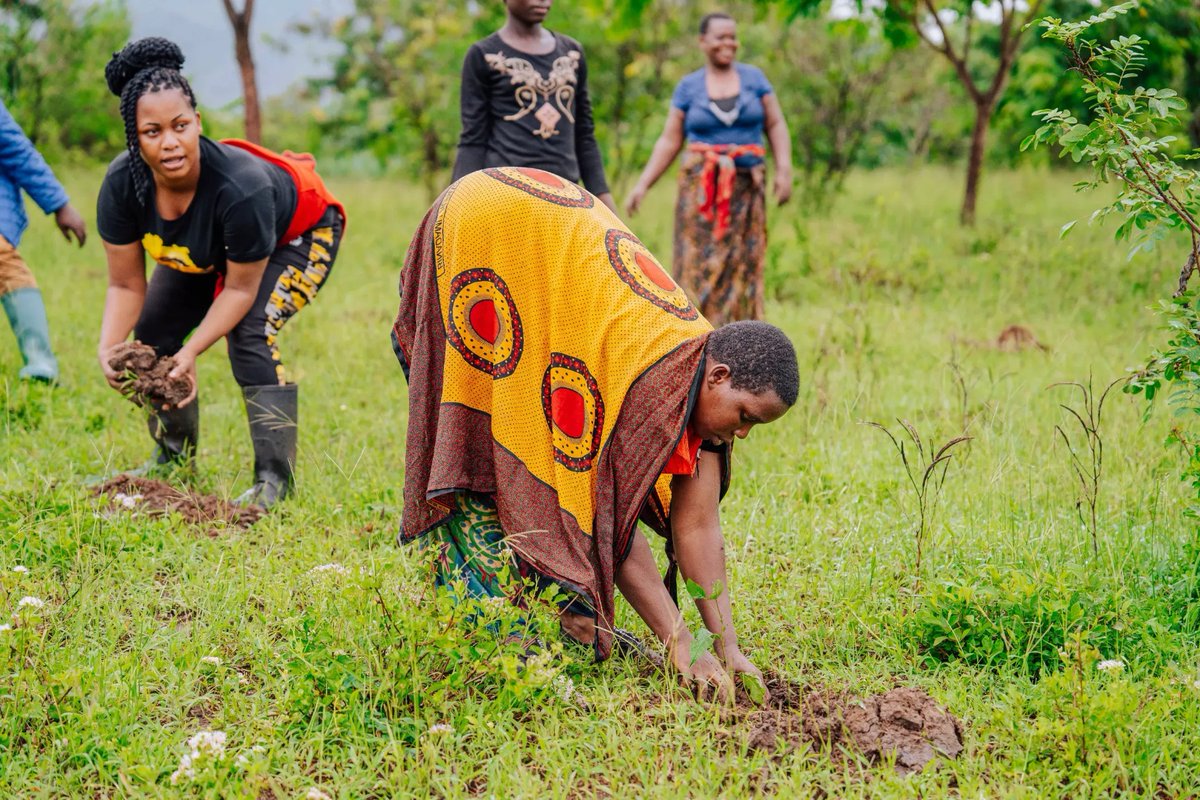 Women's unique insights in reforestation are crucial, particularly in regions where they've traditionally been underrepresented. Our projects emphasize their involvement in more effective and inclusive environmental strategies.