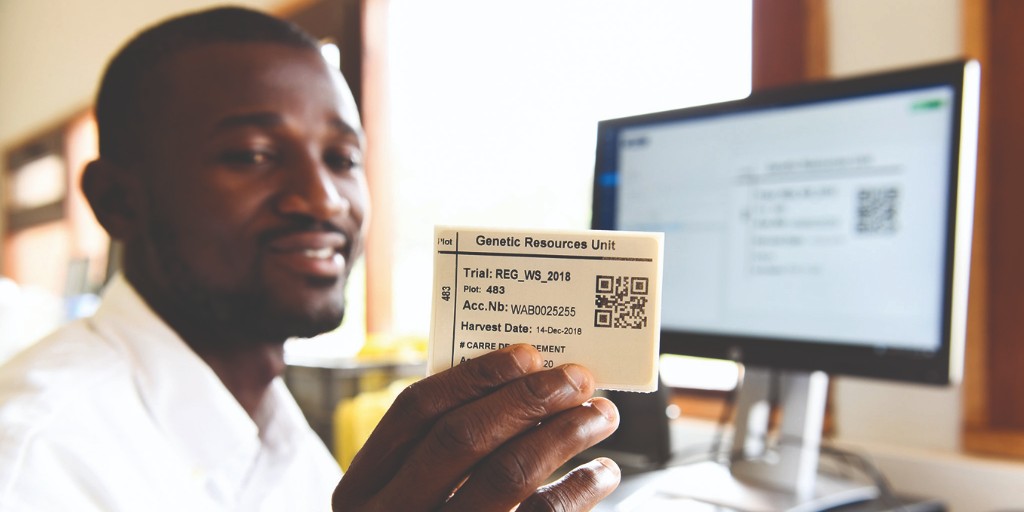 AfricaRice's tweet photo. 🤔 Did you know?
#AfricaRice's Rice Biodiversity Center for Africa (#RBCA) safeguards over 21,000 rice samples, with 85% originating from Africa! 🌾🌍
Learn more on #RCBA routine operations👉🏾 https://t.co/BCFjsFvKhc
#RiceBiodiversity #RiceResearch https://t.co/mvQXAnWzXU