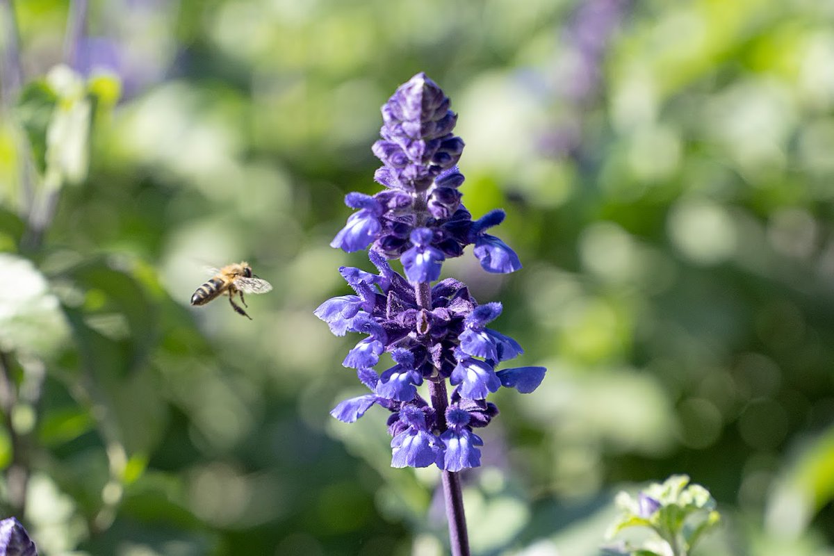 🪻 La lavanda es una planta aromática natural del Mediterráneo. Es muy resistente tanto al frío como al calor. Tiene multitud de usos pero sobre todo se extraen aceites esenciales.

En #Almería puedes verlas en multitud de zonas verdes de la ciudad ¿Las has encontrado?

<a href="/aytoalm/">Ayuntamiento de Almería</a>