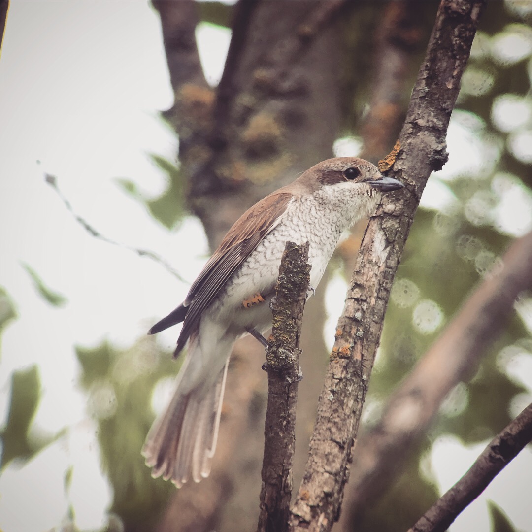 Farmland Ecology Group tweet media