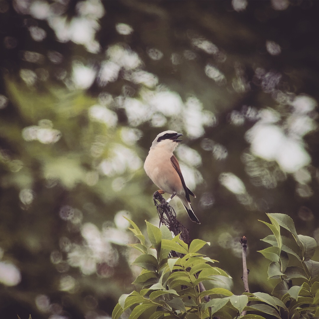 Farmland Ecology Group tweet media