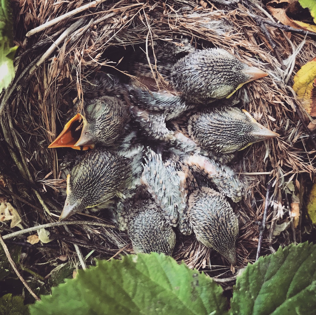 Farmland Ecology Group (@groupecology) on Twitter photo 🐦 Our 📰now is out. Read about links between brain size🧠, breeding strategies, and nesting success 🪺🪹 in red-backed shrikes 🐦🐦
<a href="/marcintobolka/">Marcin Tobółka</a> <a href="/DyluEcology/">Lukasz Dylewski</a> <a href="/izpuls/">Department of Zoology</a> <a href="/GroupEcology/">Farmland Ecology Group</a>
read the paper here:
onlinelibrary.wiley.com/doi/10.1111/17… 🐦 Our 📰now is out. Read about links between brain size🧠, breeding strategies, and nesting success 🪺🪹 in red-backed shrikes 🐦🐦
<a href="/marcintobolka/">Marcin Tobółka</a> <a href="/DyluEcology/">Lukasz Dylewski</a> <a href="/izpuls/">Department of Zoology</a> <a href="/GroupEcology/">Farmland Ecology Group</a>
read the paper here:
onlinelibrary.wiley.com/doi/10.1111/17…