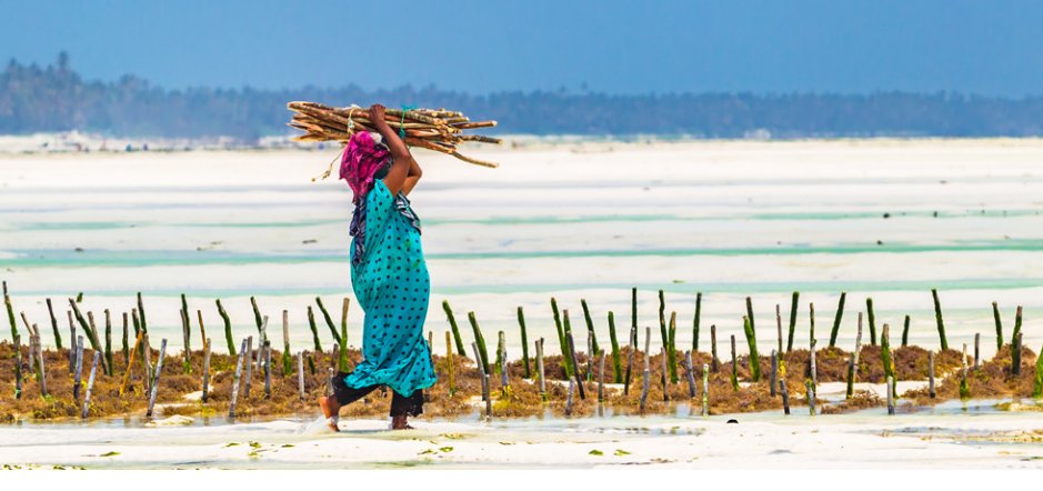 📌“Pests and diseases, a threat to seaweed cultivation”. Save the date for our next scientific webinar with Dr. Sylvain Faugeron! 📅Wednesday January 24, 2pm CET. Meeting link : us02web.zoom.us/j/83391427770?… 🌊🌊🌊