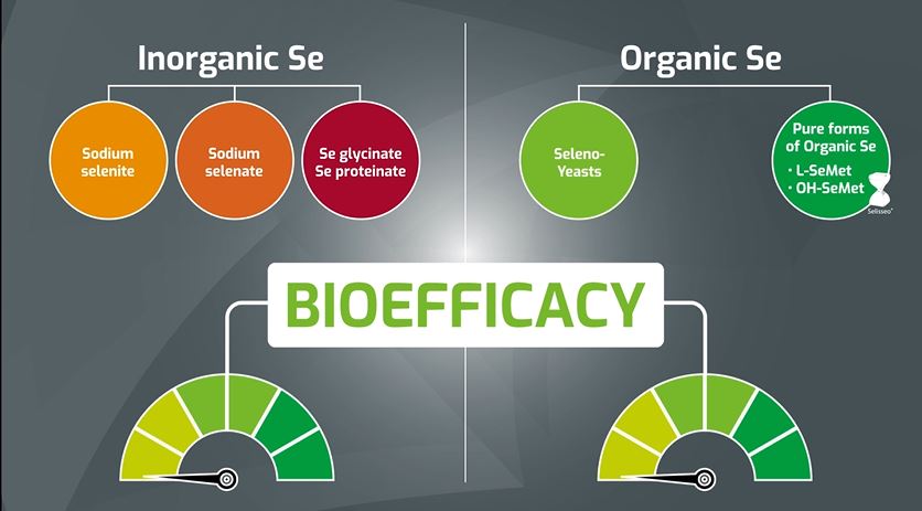 Adisseo's tweet photo. Did you know that #SeMet content in #SY varies from 19.0% to 71.8% between samples? 🧐
To find out more about the power of organic selenium, discover the results of recent research into seleno yeast nature 🧪 https://t.co/7UXS19JhKW https://t.co/Kkr5Gem0YP