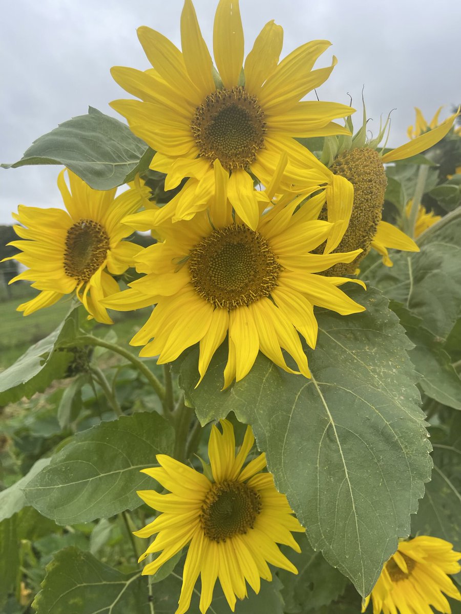 BellaFeras's tweet photo. Summer where are you? Ich vermisse den Sommer. https://t.co/nThkXkB9o8