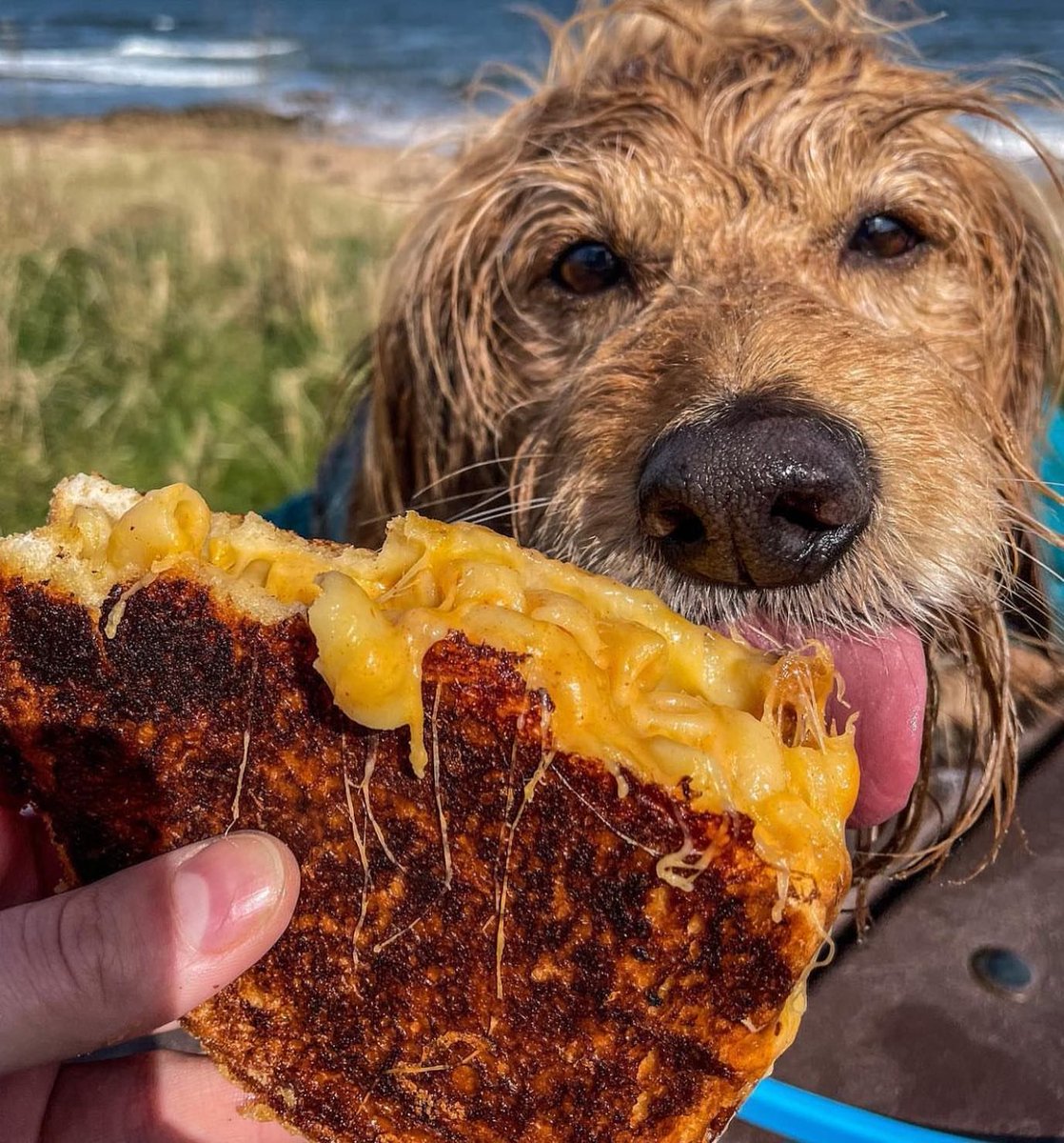 StAndrews_Live's tweet photo. The perfect toastie does exist! 😍

Head down to the Cheesy Toast Shack today for a delicious mid-week treat! 😋

| Shop | Play | Indulge | Stay |
#LoveStAndrews #LoveLocal #CheesyToastShack #EastSands https://t.co/hW9p9RWU3v