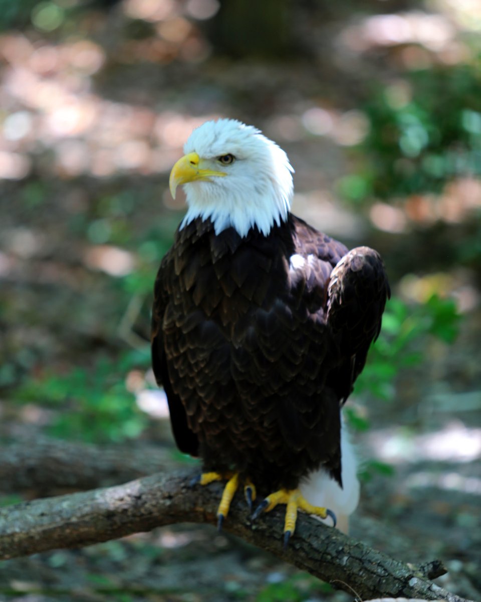 Today is National Save the Eagles Day! American bald eagles were on the verge of extinction 40 yrs ago. Today serves as a reminder of how far we've come and the steps we can take to continue protecting these magnificent birds. 📷 beloved bald eagle ambassador for @NCAquariumFF
