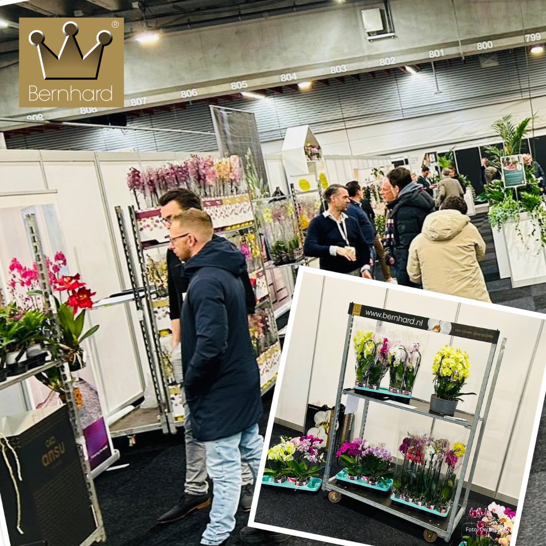 Gezellige bedrijvigheid op de #OrchideeënPlaza in #Aalsmeer. We zijn er nog tot 16.00 uur met ons #Decorum assortiment en onze oogverblindende #Phalaenopsis Elegant 8! tak kroon.  #kwekerijbernhard #luttelgeest #bernhardorchids #bernhardelegant