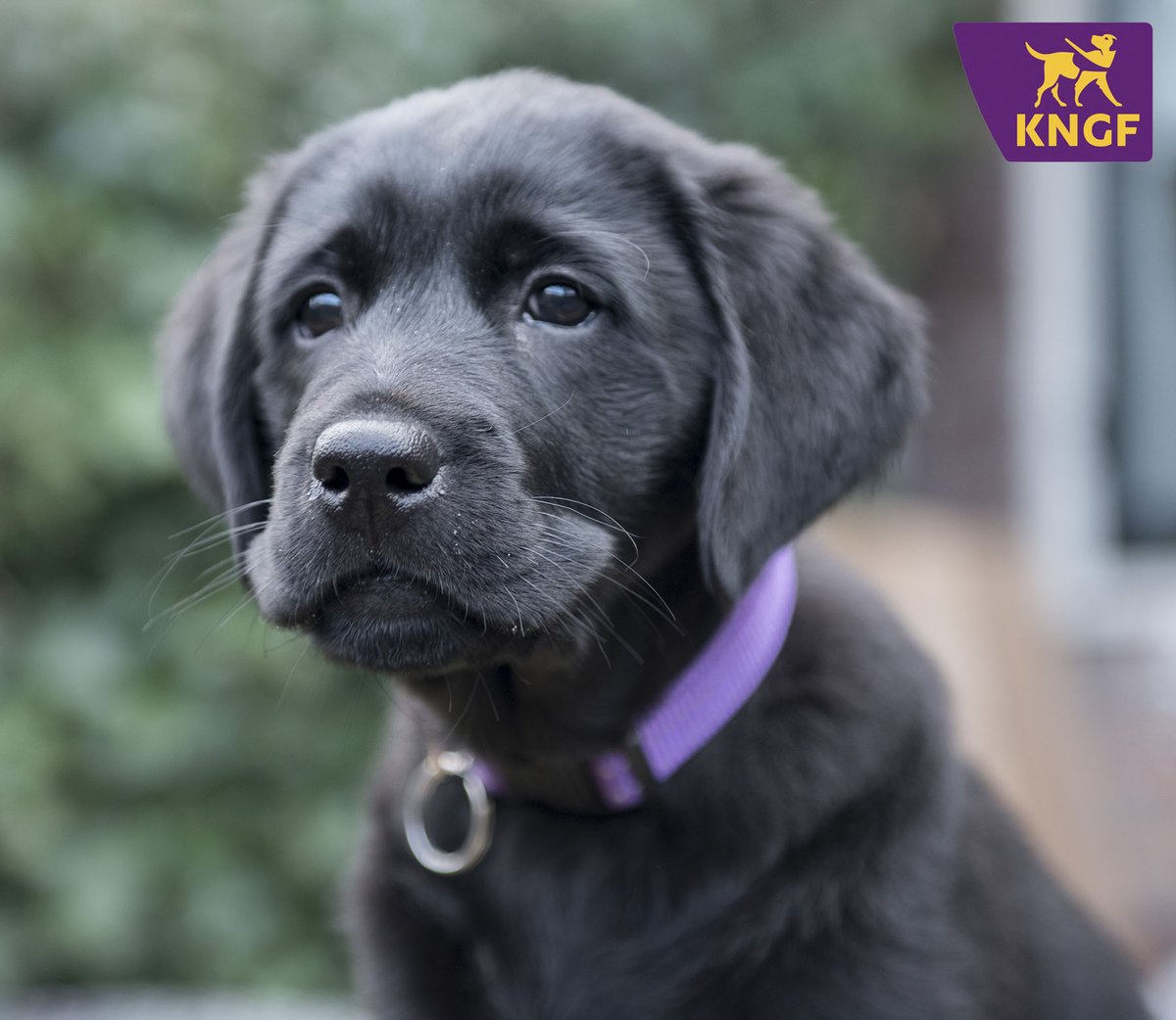 KNGFGeleidehond's tweet photo. 💜Heb jij een groot hart voor viervoeters? Als pleeggezin zorg je voor de allerbeste start van een toekomstige hondenheld. Ontdek tijdens de online bijeenkomst of dit iets voor jou is.
📅 Datum: donderdag 11 januari - online
🕕 Tijd: 19.00 uur
Aanmelden: https://t.co/xGNJNxhgsT https://t.co/Qf6JZM13Xt