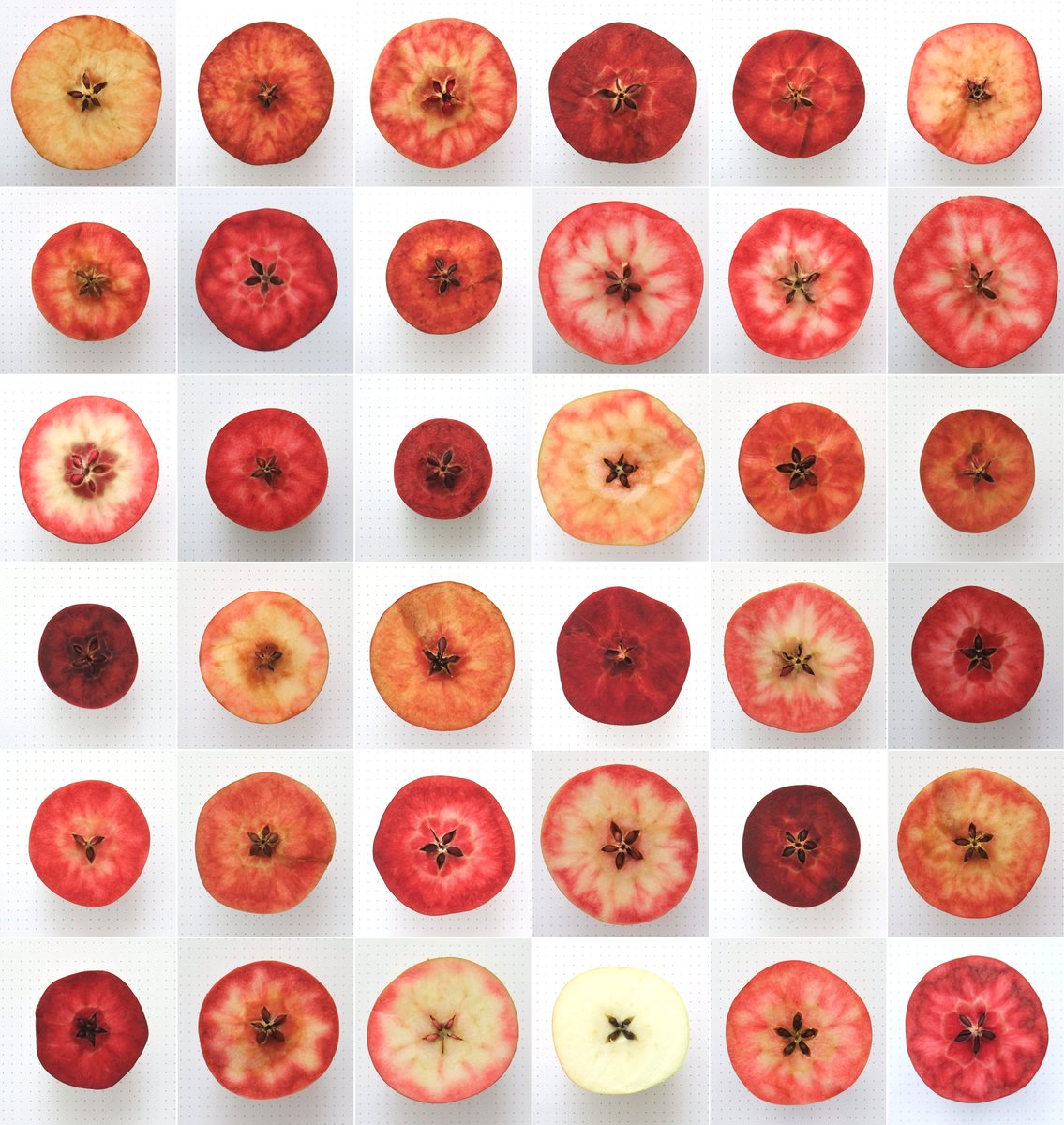 JKI_Bund's tweet image. Außerdem ist heute #TagDesDeutschenApfels!  Nutzen wir, um über die #Variation zu staunen, die unsere JKI-#Obstzüchtung aus nur einer #Kreuzung rotfleischiger Eltern-Genotypen (u.r.) erhält😲 Der helle Vertreter ganz unten dürfte dabei Auskreuzung oder schlicht falsche Saat sein.