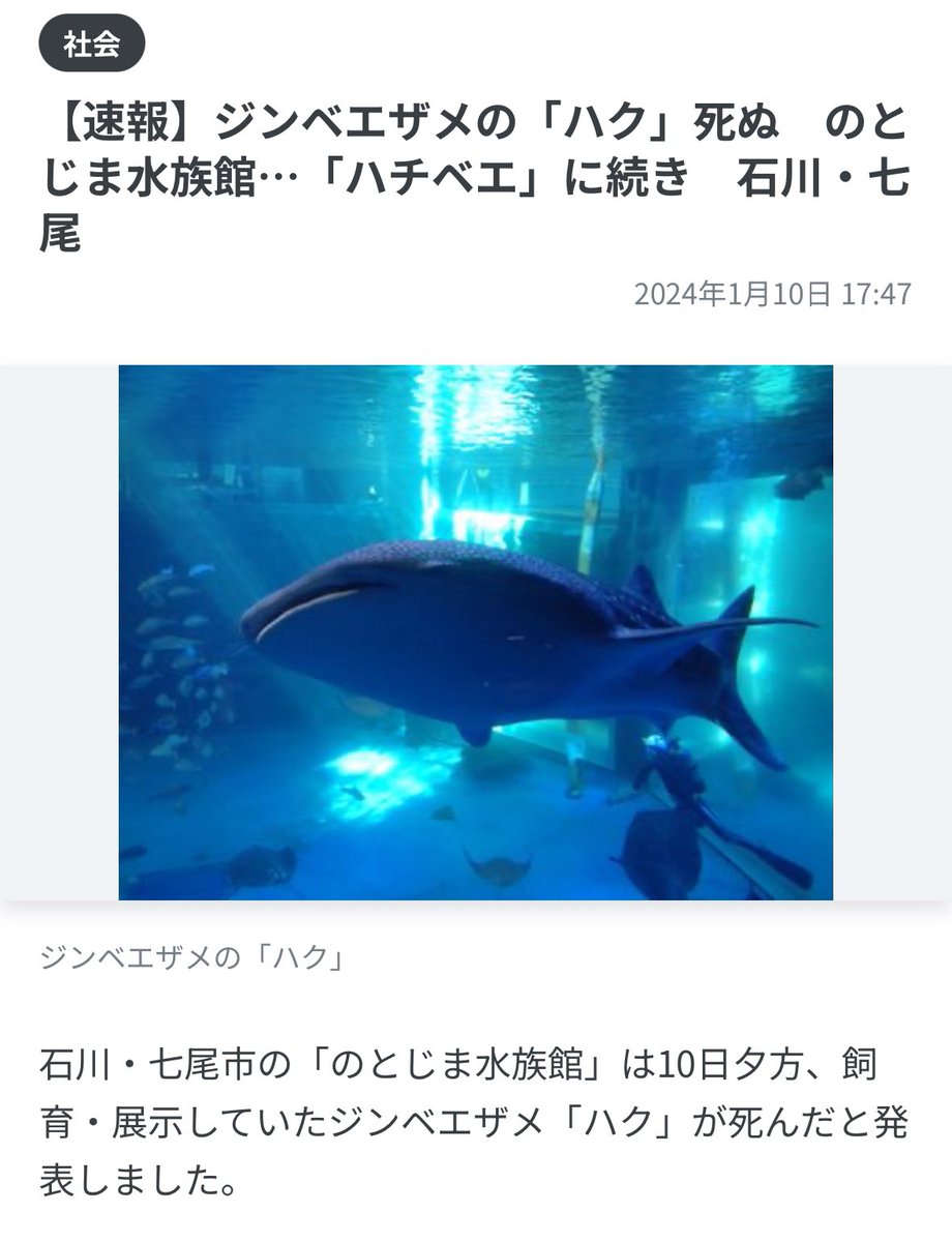 toyamap's tweet photo. ［とやまさんメモ］飼育していたジンベエザメ２匹とも死んだことになります。

ジンベエザメの「ハク」死ぬ　のとじま水族館…「ハチ��エ」に続き　石川・七尾｜日テレNEWS NNN https://t.co/6fQJqa4rnb https://t.co/nEnnmY0ArS