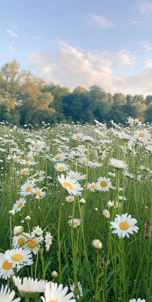 lighttupp's tweet photo. Trust the Magic of New Beginnings ✨️❤️🌼 https://t.co/S9so8jf007