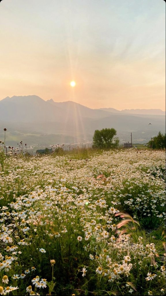lighttupp's tweet photo. Trust the Magic of New Beginnings ✨️❤️🌼 https://t.co/S9so8jf007