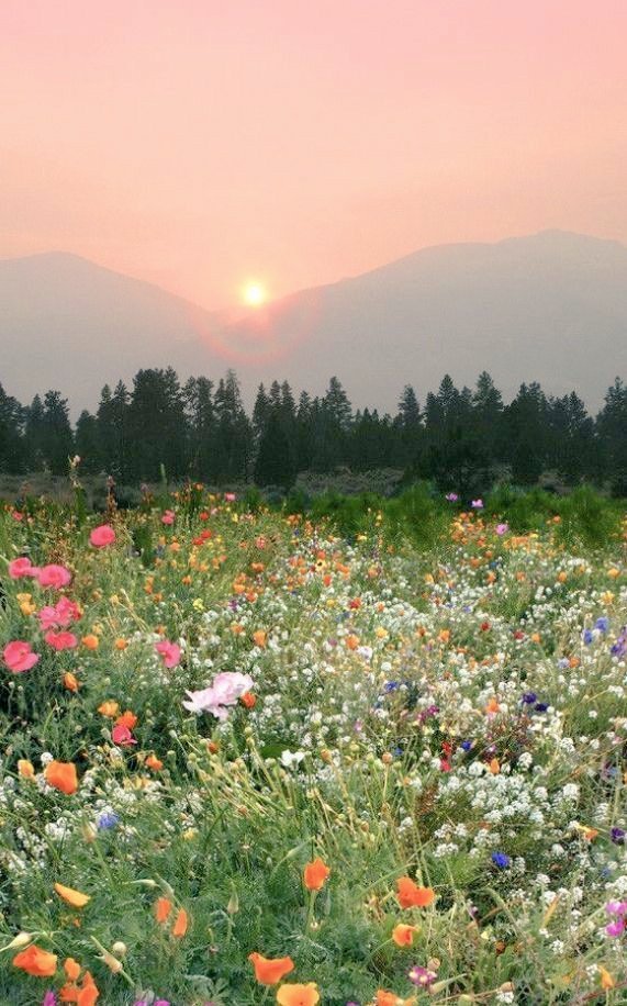 lighttupp's tweet photo. Trust the Magic of New Beginnings ✨️❤️🌼 https://t.co/S9so8jf007