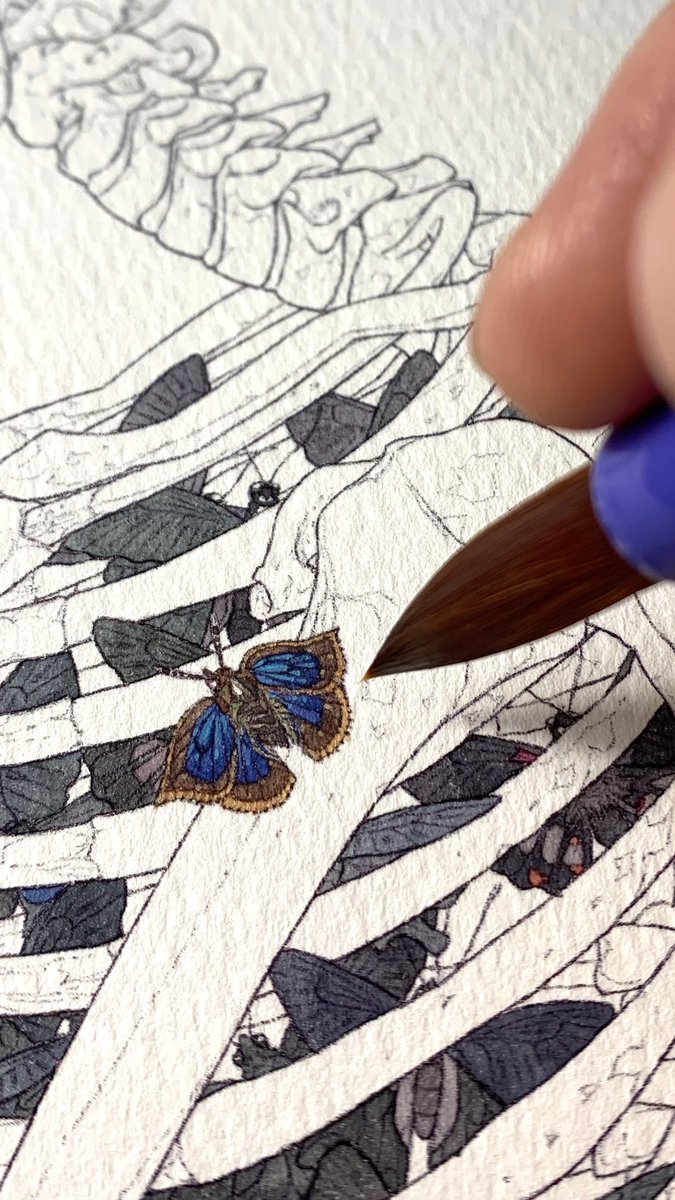 bug butterfly blurry traditional media blue butterfly depth of field solo general  illustration images