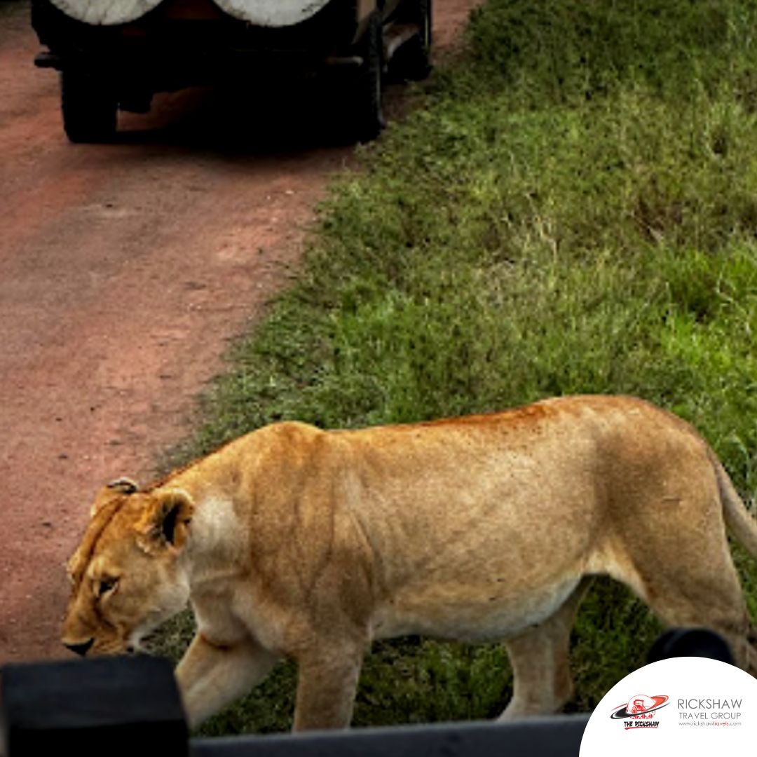 Through our customers' lens.

.

.

#rickshawtravels #travelwithus #safariexperts #travelagency #safariholiday