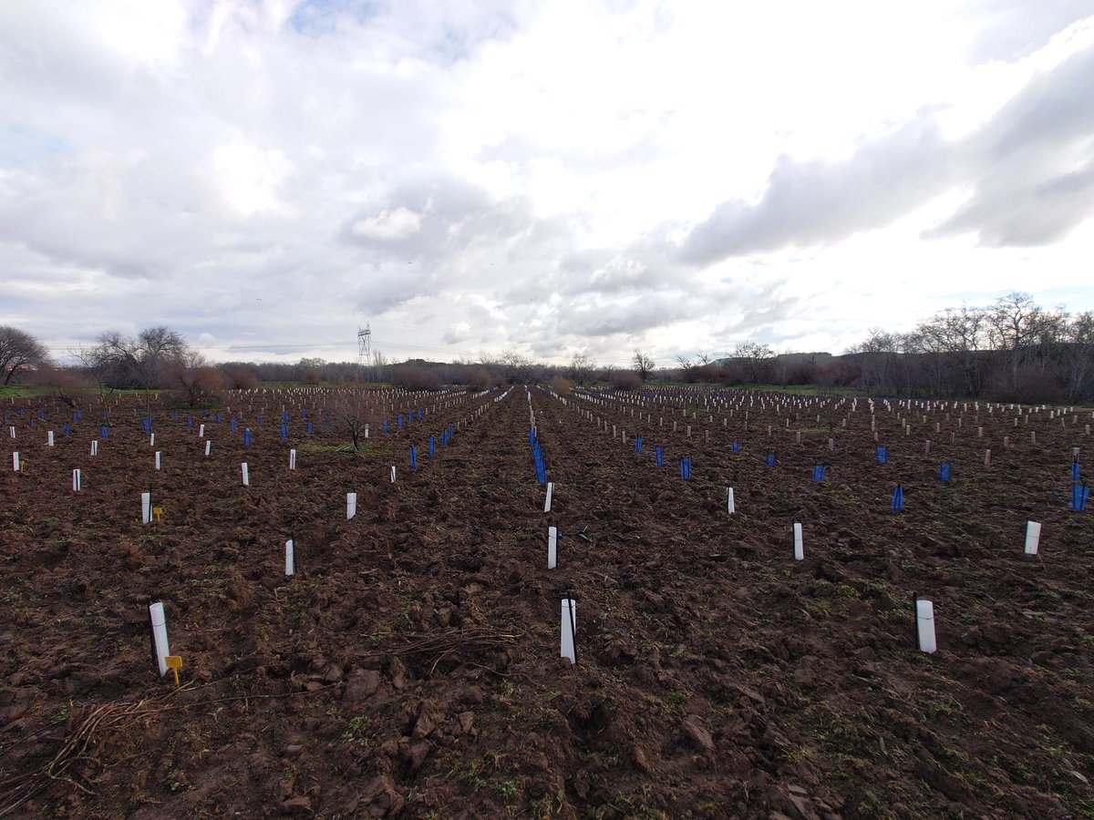 RecForestProj's tweet image. Así quedó la parcela en Caserío de Henares, Comunidad de Madrid! En colaboración con @WWFespana. 
Nuestra primera plantación para poner a prueba nuestros tubos!

#Sostenibilidad #EconomiaCircular #WWF