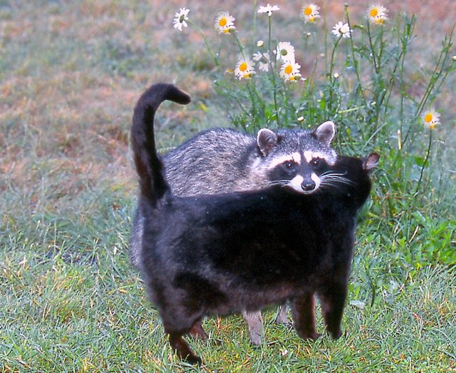 raccoonhourly's tweet photo. https://t.co/icNX2oWIhh